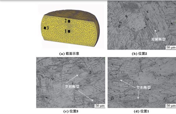 在９８０ ℃、應(yīng)變速率為０．０１０s－１下壓縮至應(yīng)變量為３０％后