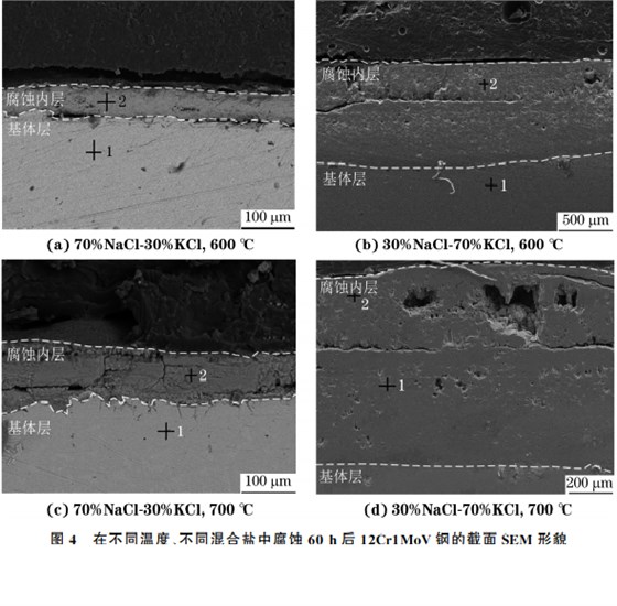 在不同溫度、不同混合鹽中腐蝕６０h后１２Cr１MoV鋼的截面SEM 形貌