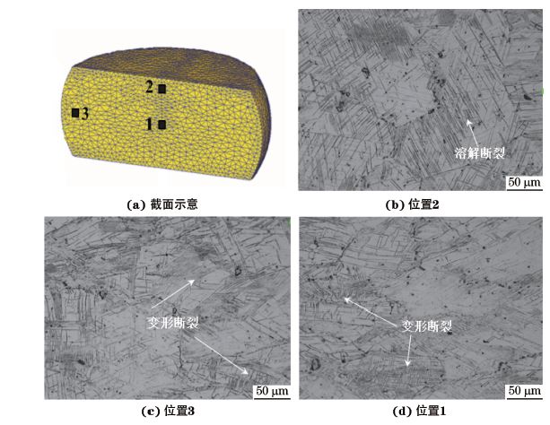 圖３ 在９８０ ℃、應(yīng)變速率為０．０１０s－１下壓縮至應(yīng)變量為３０％后GH４１６９合金不同區(qū)域的顯微組織